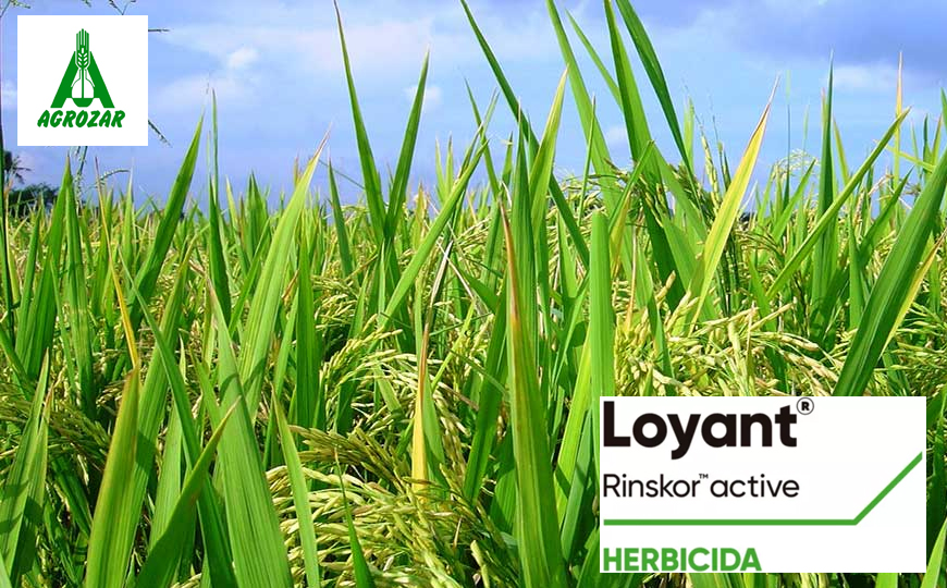 LOYANT, HERBICIDA PARA EL ARROZ